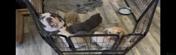 French Bulldog dogs for sale: French bulldog pink puppies for sale  - Advert 1