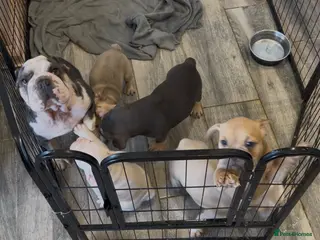 French Bulldog dogs French bulldog pink puppies for sale - Advert 3