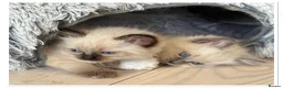 Ragdoll cats for sale: 4 Stunning male pure ragdoll kittens  - Advert 14