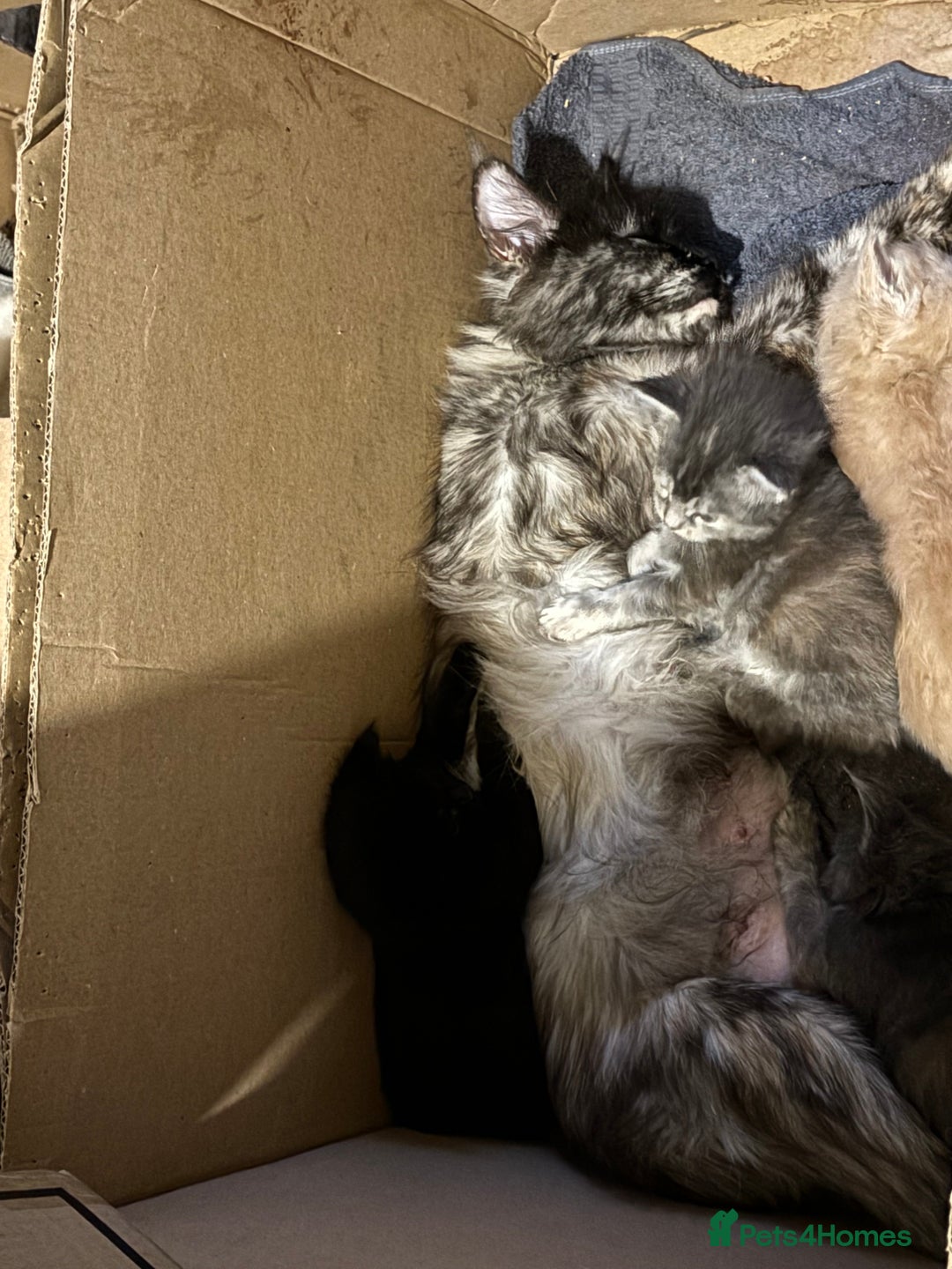 Maine Coon cats for sale: Maine coon pedigree Tica registered kittens  - Advert 2