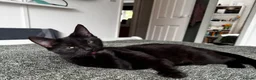 American Shorthair cats for sale: 2 Beautiful Mixed American Shorthair Kittens in Nottingham - Advert 18