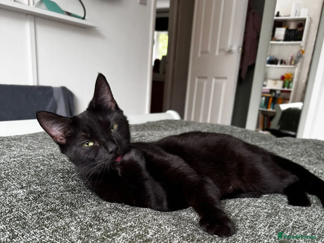 American Shorthair cats for sale: 2 Beautiful Mixed American Shorthair Kittens in Nottingham - Advert 18