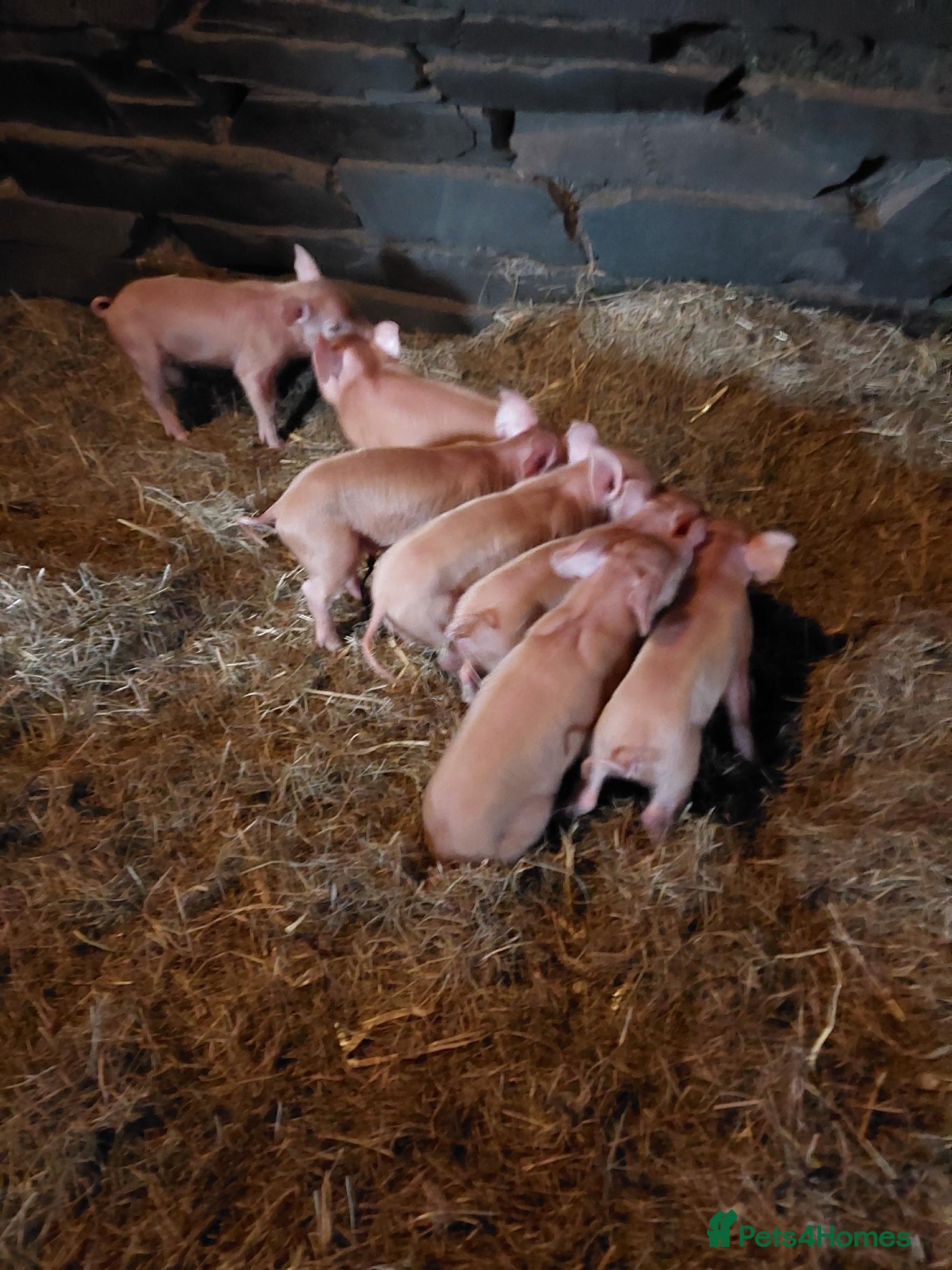 Pig livestock Organic weaned piglets - Advert 1