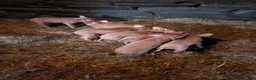 Pig livestock for sale: Organic weaned piglets - Advert 1