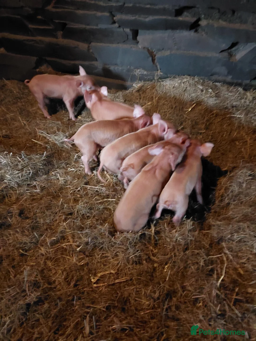 Pig livestock for sale: Organic weaned piglets - Advert 1