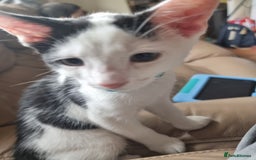 Domestic Shorthair cats for sale: 1 Male and Female kitten 12 weeks old - Image 2