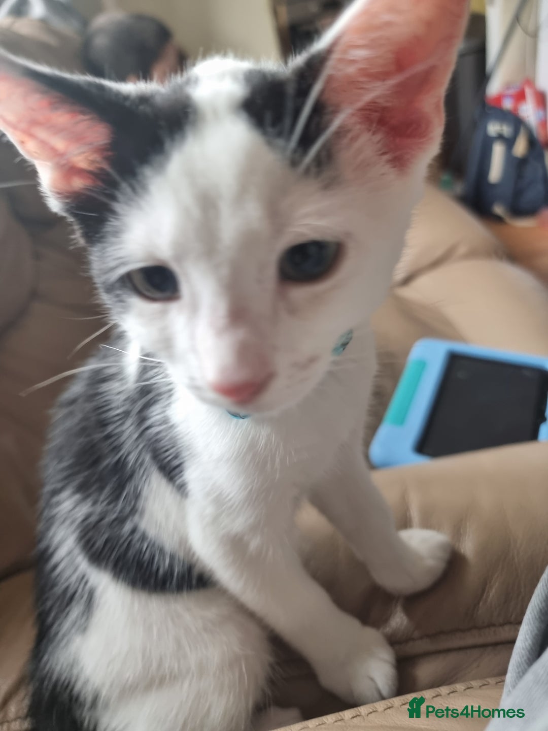 Domestic Shorthair cats for sale: 1 Male and Female kitten 12 weeks old - Image 2