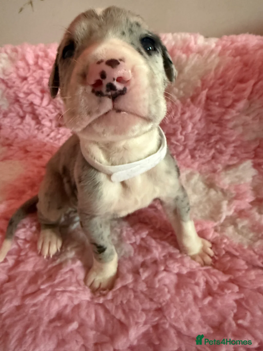 Great Dane dogs for sale: Stunning pure bred Great Dane puppies in St. Ives - Advert 26