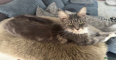 Maine Coon cats - Advert 4