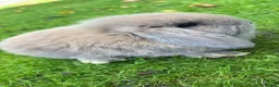 Mini Lop rabbits for sale: Mini loop - Advert 9