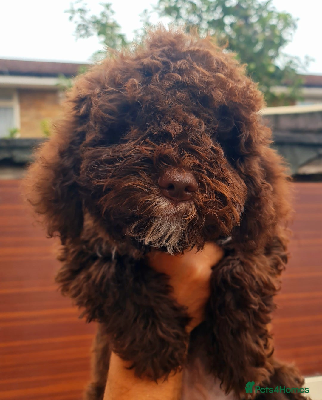 Lagotto Romagnolo dogs for sale: ❗️Ready to go❗️Lagotto - The best breed ever in London - Image 37