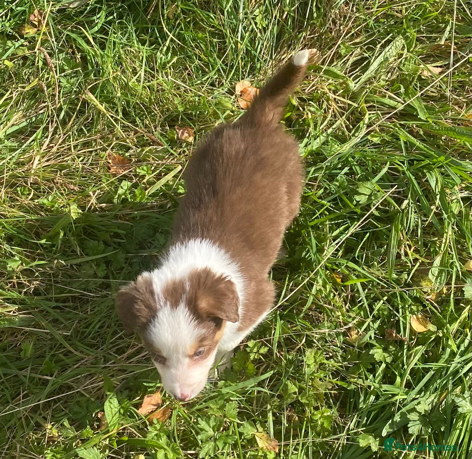 Border Collie dogs Fabulous Red Border Collie Puppies - Advert 1