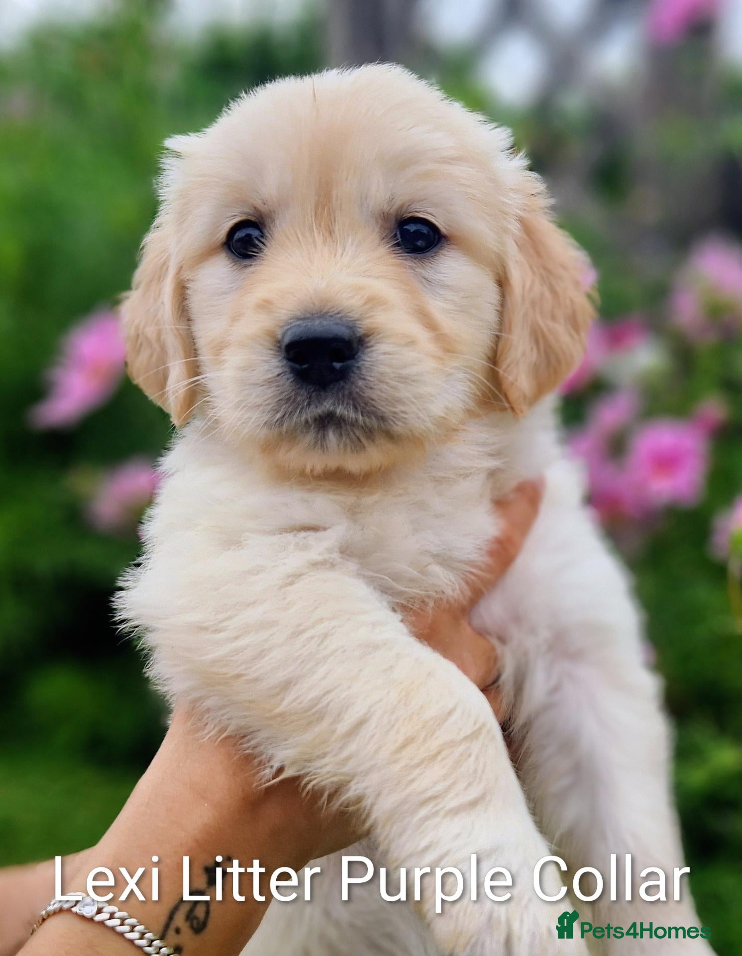 Golden Retriever dogs Show Line Golden Retriever pups available - Advert 2