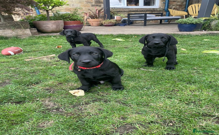 Labrador Retriever dogs - Advert 3