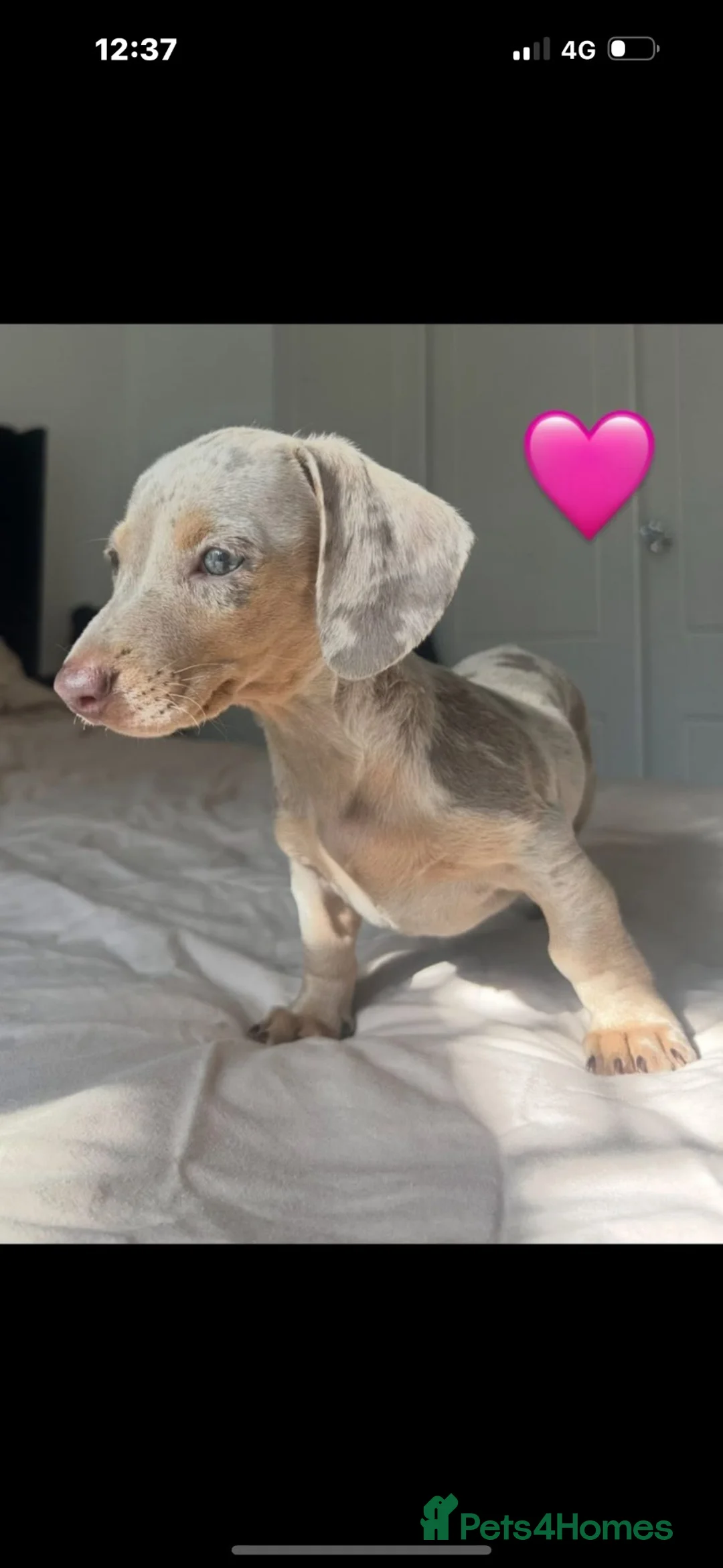 Dachshund dogs for sale: Miniature dachshund puppy - Advert 2