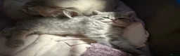 Scottish Fold cats for sale: Scottish fold kittens ready for reservation - Advert 2