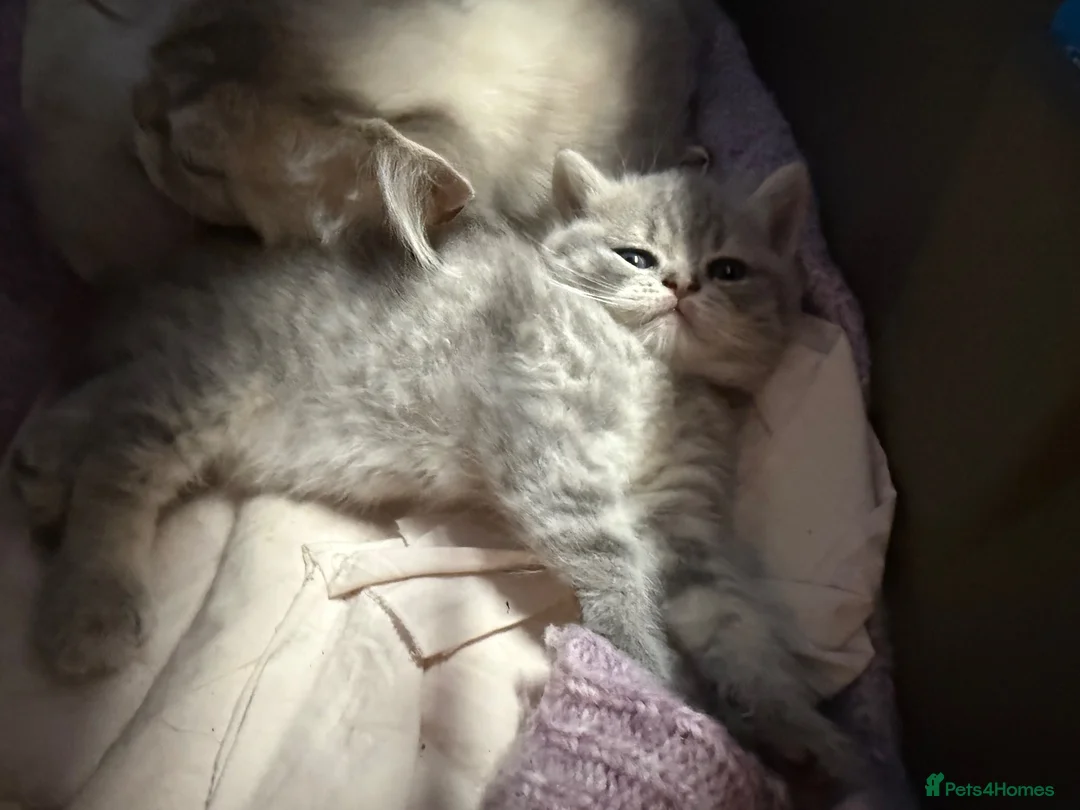 Scottish Fold cats for sale: Scottish fold kittens ready for reservation - Advert 2
