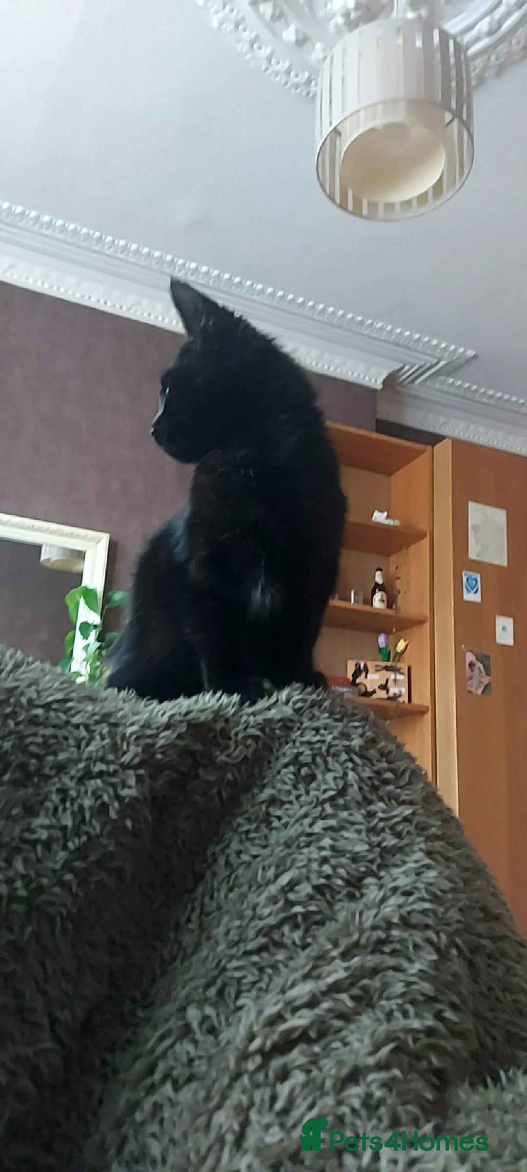 Domestic Shorthair cats for sale: Salem*please read description* - Advert 2