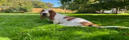 Basset Hound dogs for sale: Basset hound amazing couple  - Advert 23