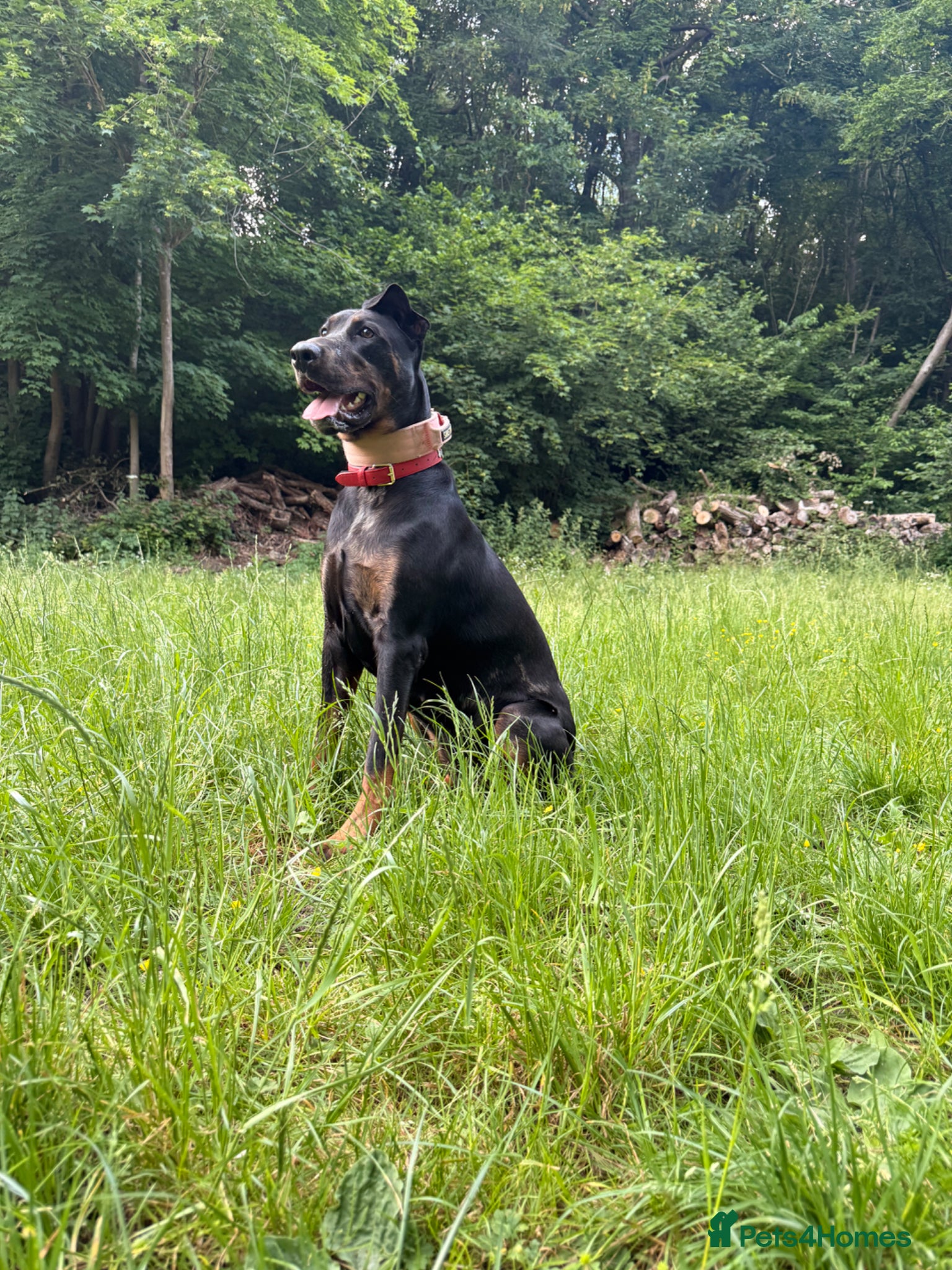 Mixed Breed dogs Rehome our beautiful Beauceron/Doberman - Advert 13