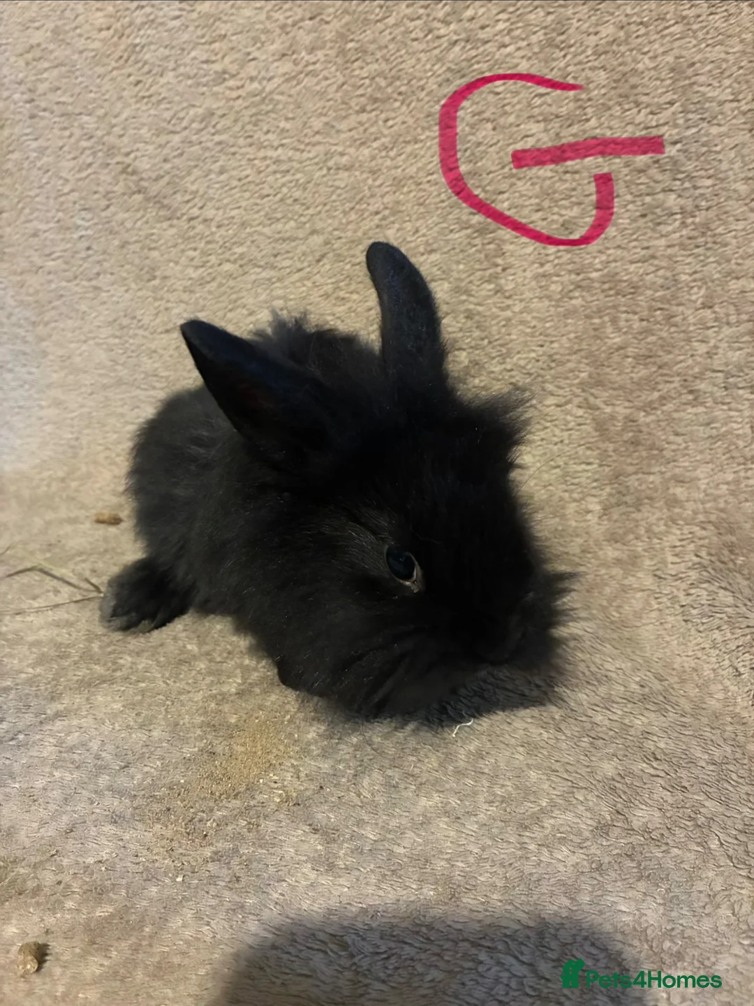 Lionhead rabbits for sale: Pure Lionhead Bunnies  - Advert 6