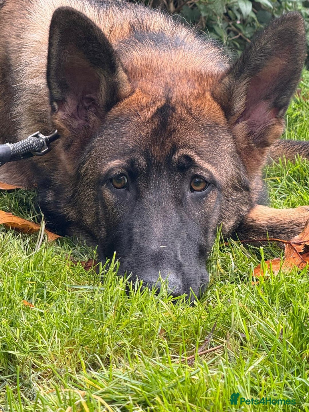 German Shepherd dogs for sale: Beautiful big German shepherd looking for a home - Advert 4