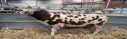 Sheep livestock for sale: Jacob rams  - Advert 5