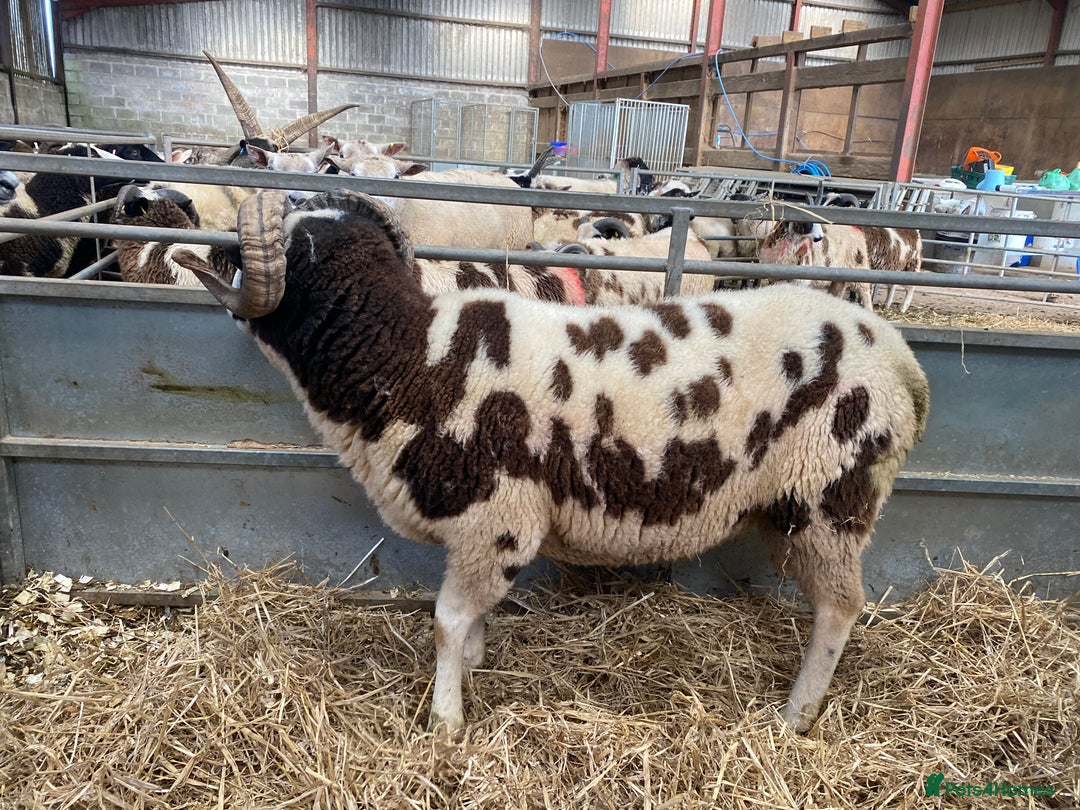 Sheep livestock for sale: Jacob rams  - Advert 5