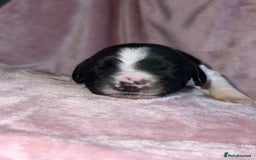 English Springer Spaniel dogs for sale: English springer spaniel.Ready to leave 21/11/25 - Image 22
