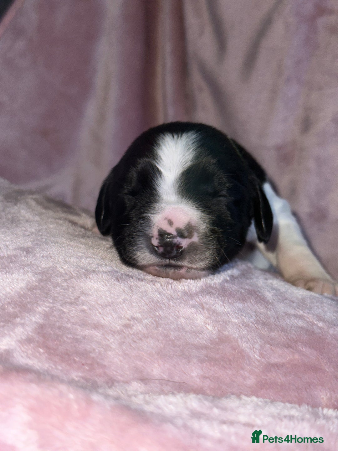 English Springer Spaniel dogs for sale: English springer spaniel.Ready to leave 21/11/25 - Image 22