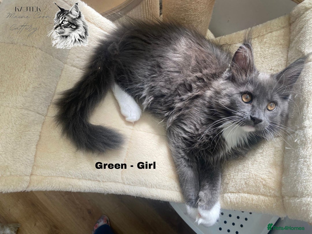 Maine Coon cats for sale: Russian lane fluffy XXL Maine Coons - Image 4