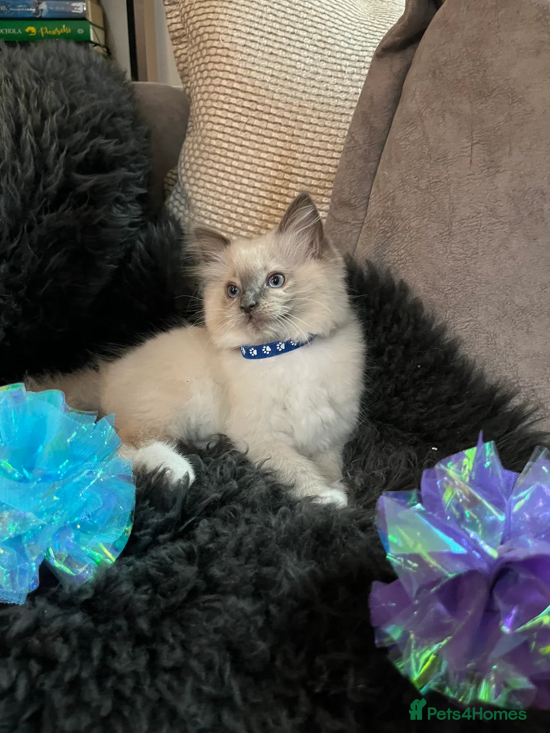 Ragdoll cats for sale: 🥰Beautiful Baby Ragdoll Kittens 😍 - Advert 7