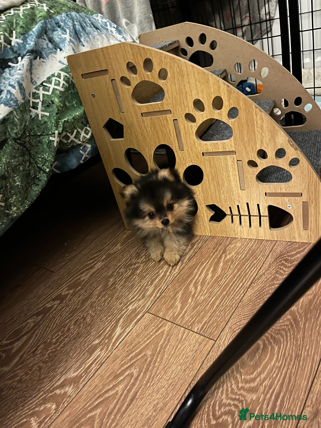Pomeranian dogs for sale: Gorgeous miniature Pomeranian pups - Advert 14