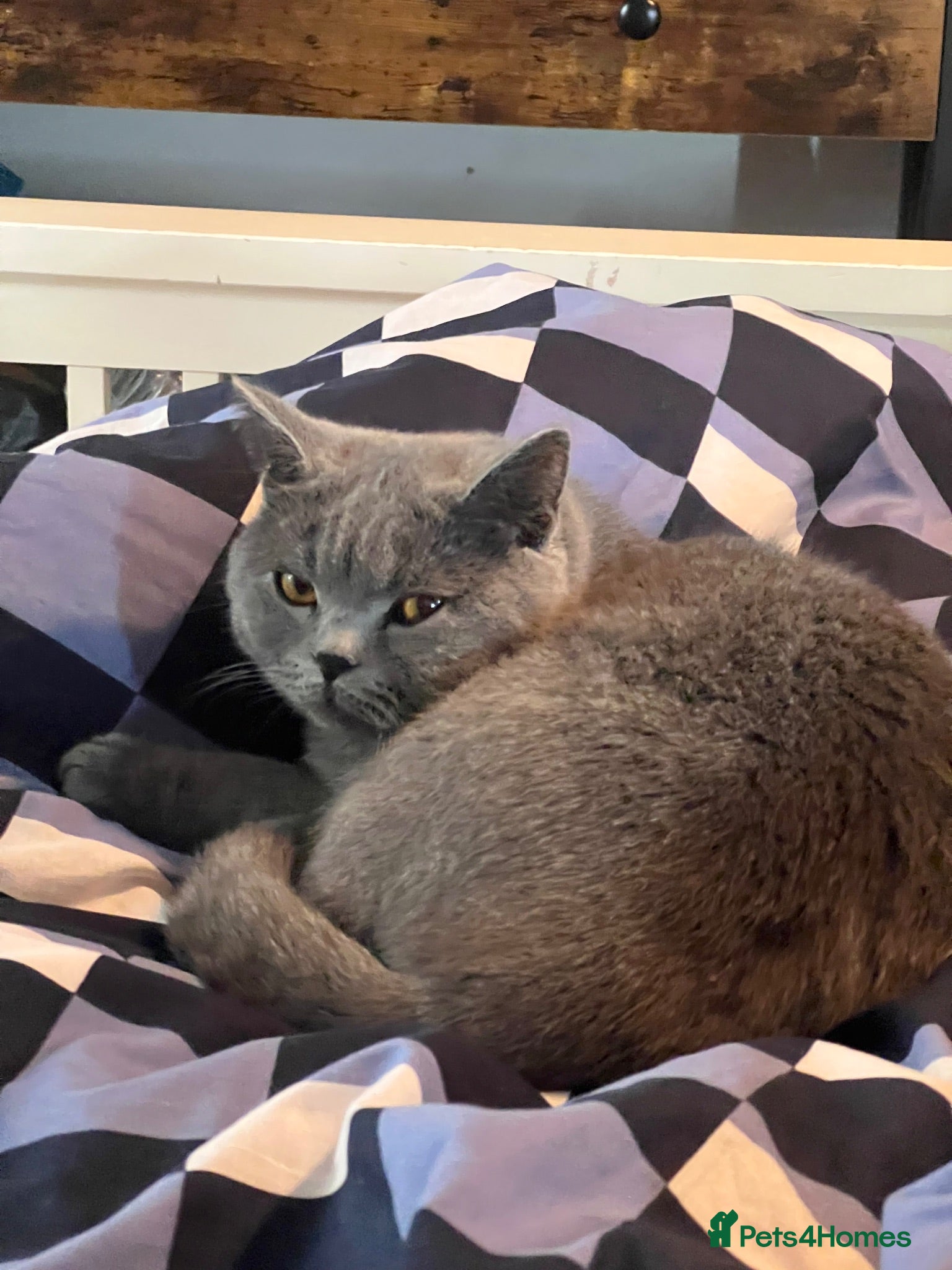 British Shorthair cats 2 year’s old British Short hair Looking for a Home - Advert 6