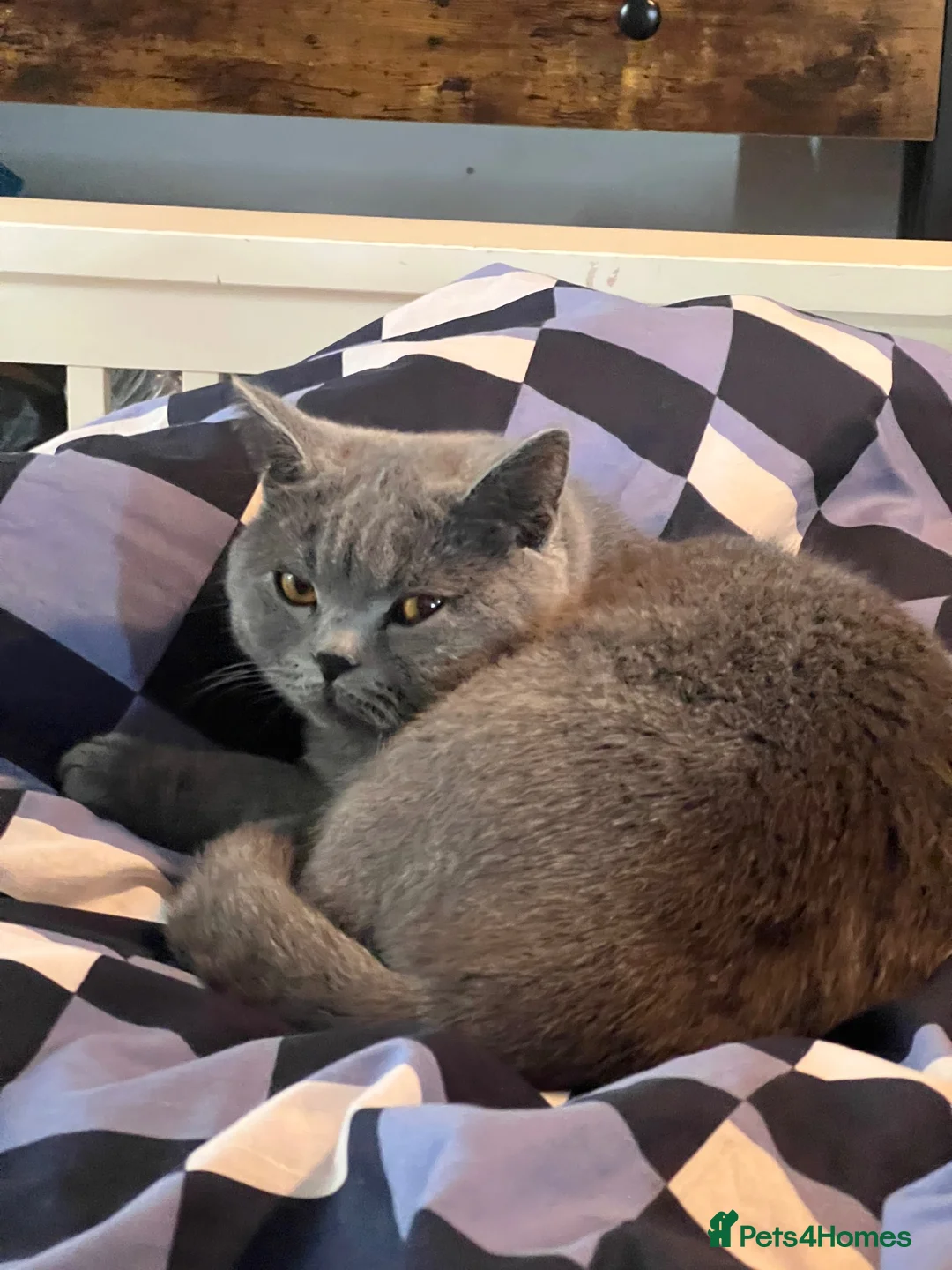 British Shorthair cats for sale: 2 year’s old British Short hair Looking for a Home - Advert 1