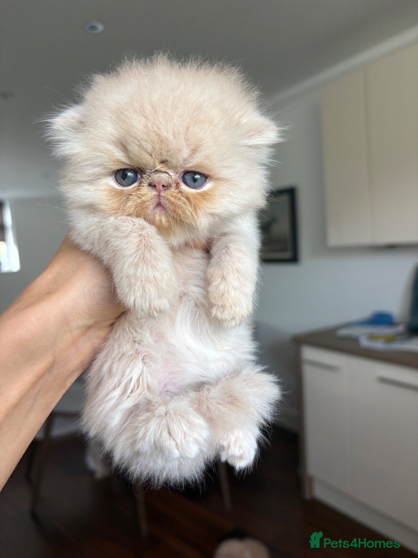 Persian cats Beautiful Persian kittens - Advert 4