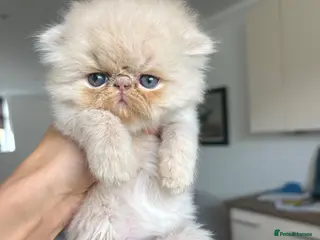 Persian cats Beautiful Persian kittens - Advert 4