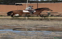 English Thoroughbred horses for sale: X2 safe stunning geldings alrounders - Image 10