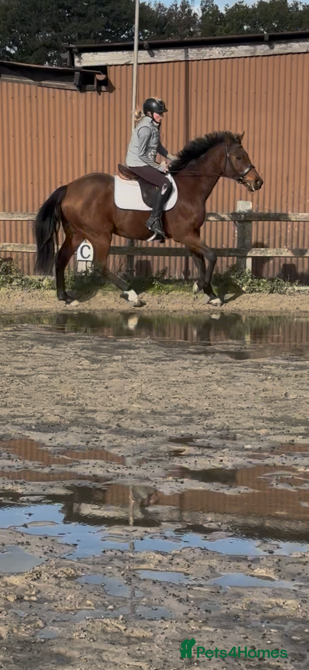 English Thoroughbred horses for sale: X2 safe stunning geldings alrounders - Image 10