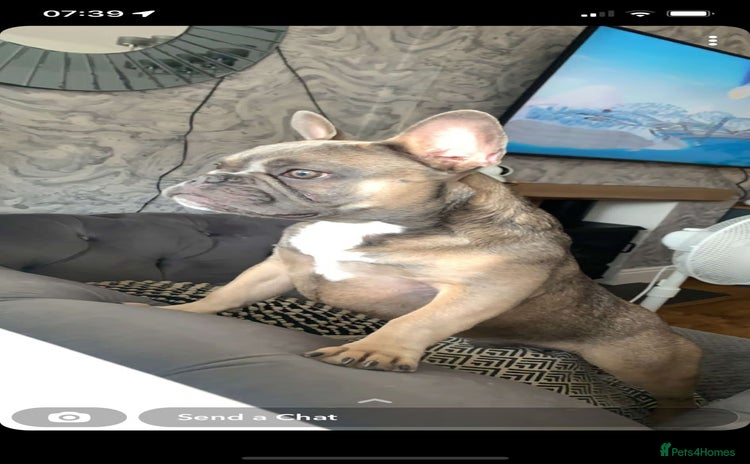 French Bulldog dogs - Advert 3