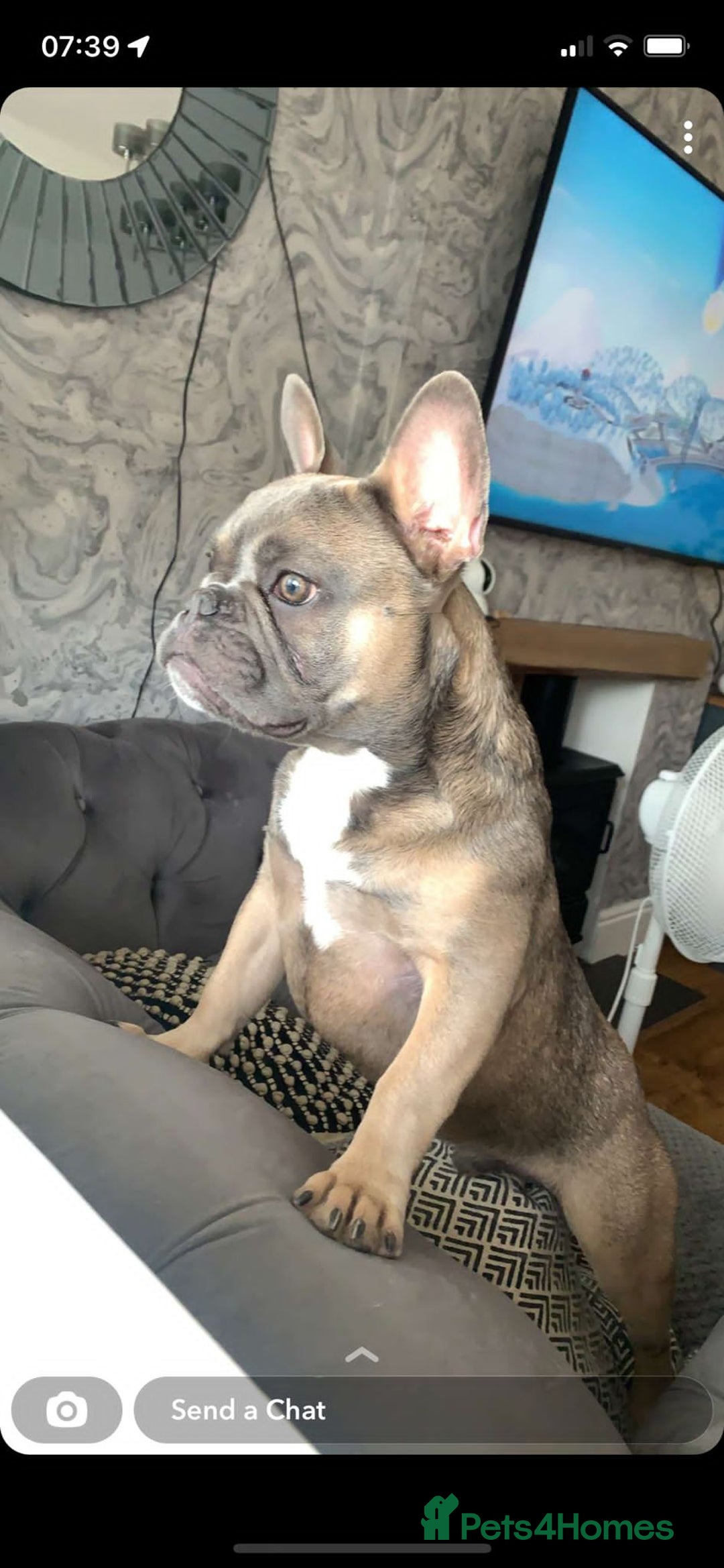 French Bulldog dogs for sale: Rocco - French Bulldog aged 4 - Image 1