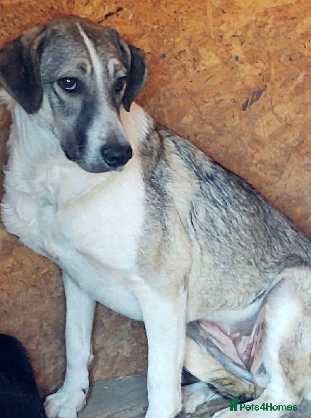 Mixed Breed dogs for adoption: Nelson 🐾 Five Years Waiting for a Real Life - Advert 5