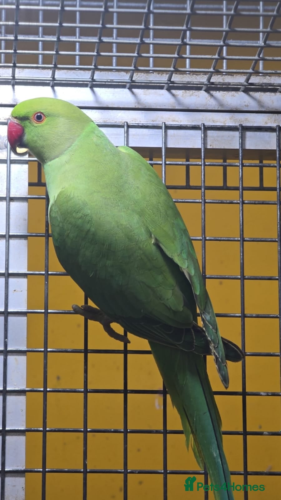 Ringnecks birds Green ringneck  - Advert 1