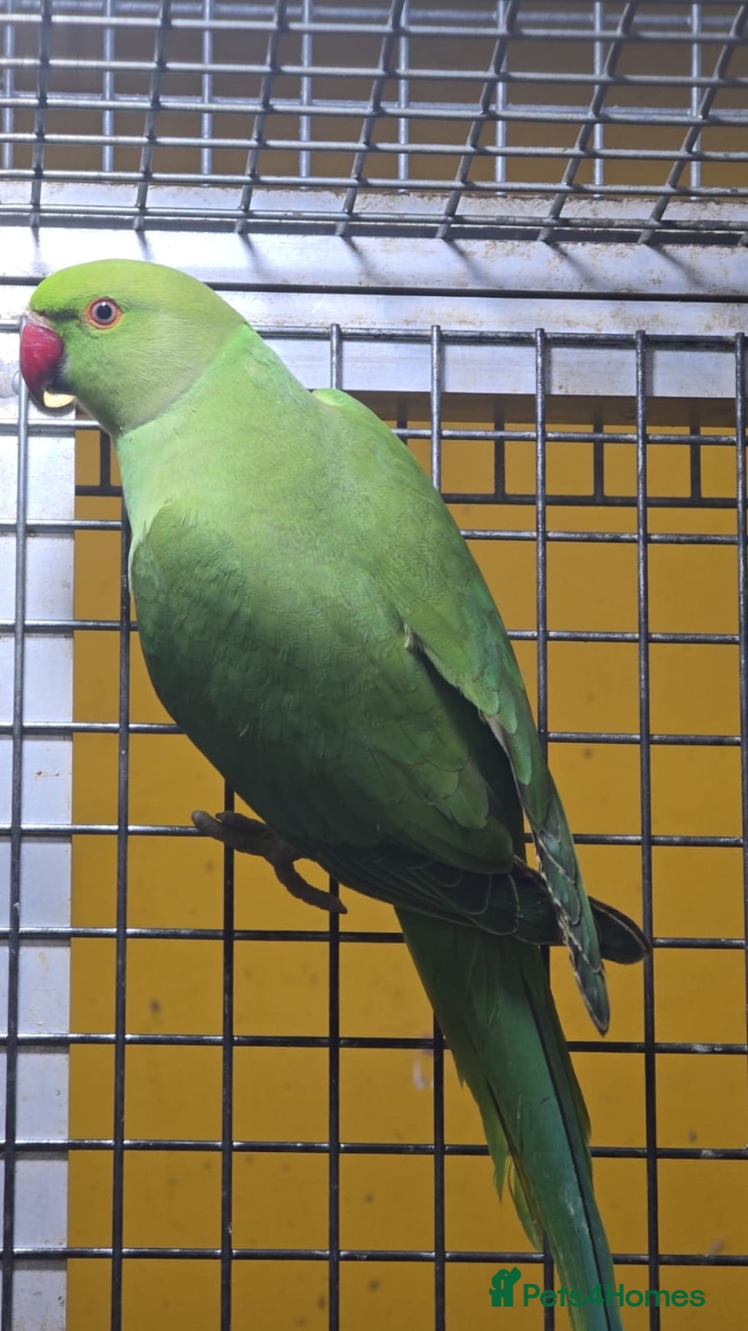 Ringnecks birds for sale: Green ringneck  - Advert 1