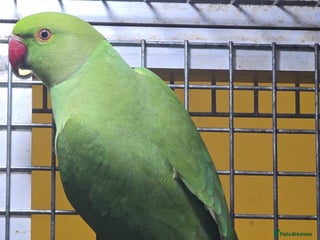 Ringnecks birds Green ringneck - Advert 1