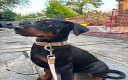 Dobermann dogs for sale: Female Doberman 14 weeks  - Image 9