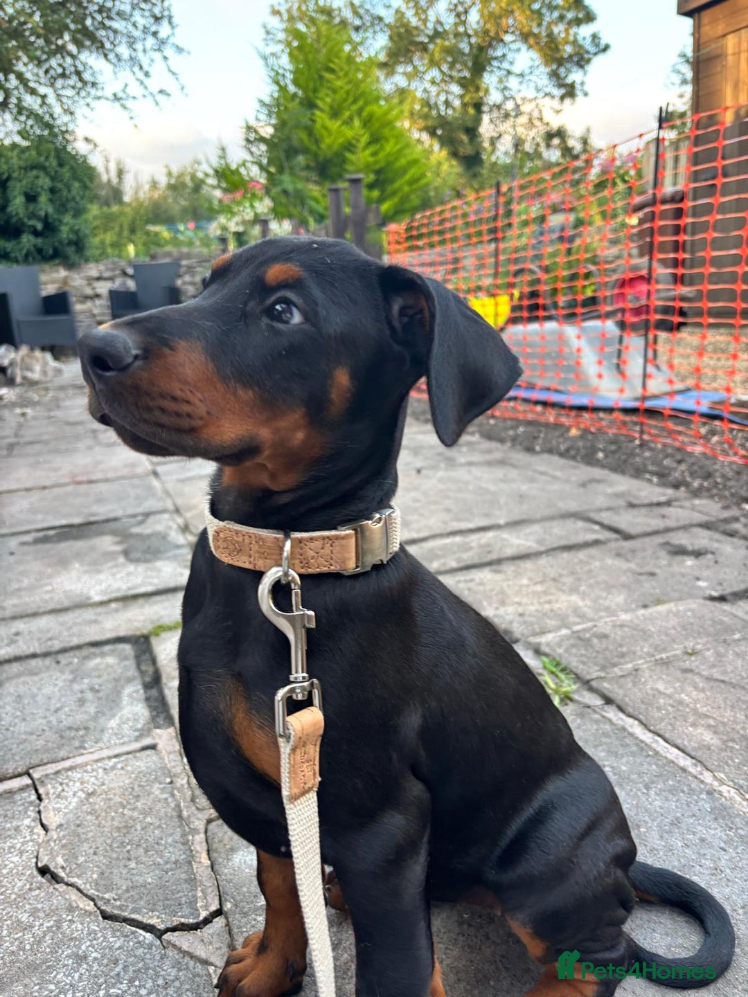 Dobermann dogs for sale: Female Doberman 14 weeks  - Image 9
