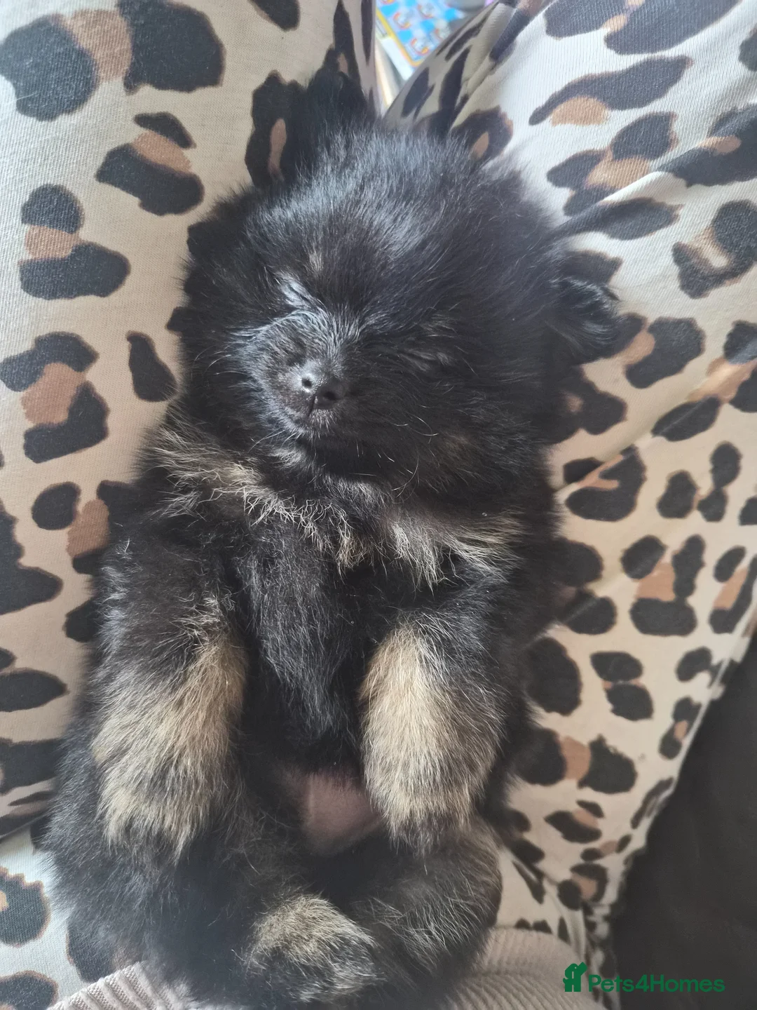 Pomeranian dogs for sale: Pomeranian puppy's  - Advert 7