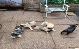 Pug dogs for sale: 4 beautiful Pug puppies for sale. - Image 11