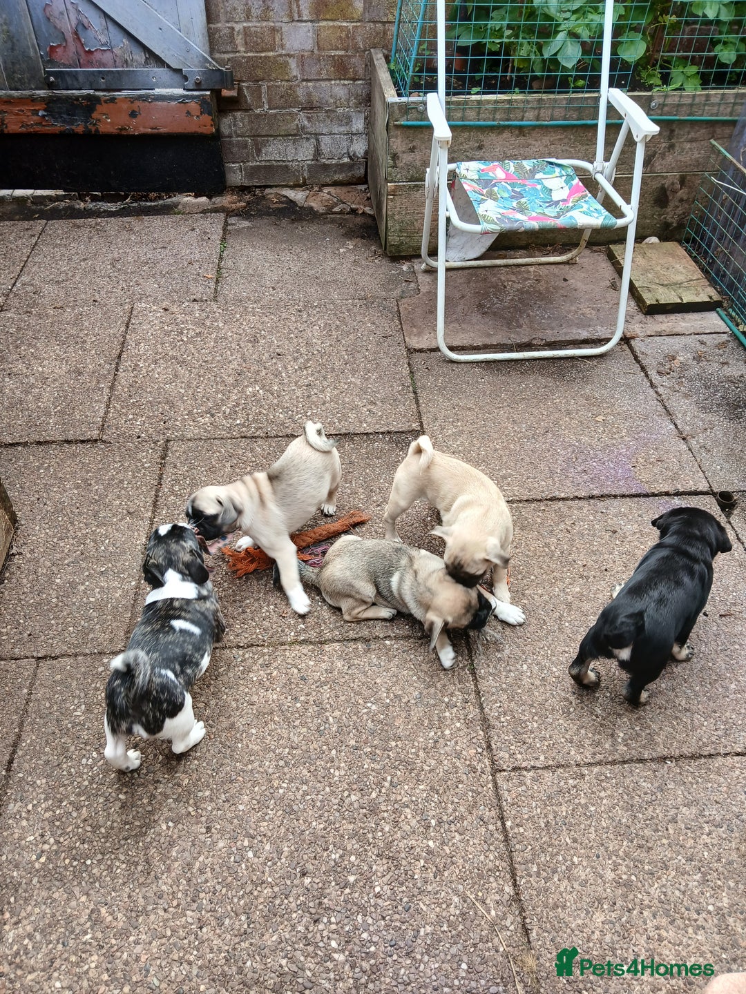 Pug dogs for sale: 4 beautiful Pug puppies for sale. - Image 11